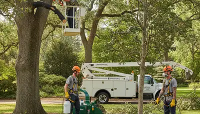Arbor Tree Care treating diseased tree in Burlington, NC with professional tree disease services