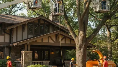Tree service crew in Burlington, NC providing professional tree care and removal services