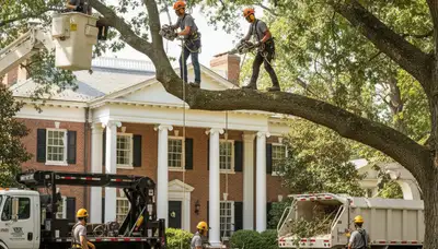 Tree service crew in Burlington, NC providing professional tree care and removal services