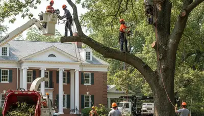 Tree service crew in Burlington, NC providing professional tree removal and trimming services