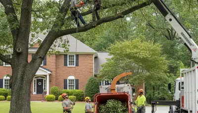 Tree service crew in Burlington, NC providing professional tree care and removal services
