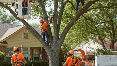 Tree service crew trimming trees in Burlington, NC for safe, healthy, well-kept property maintenance