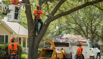 Tree service crew trimming a tree in Burlington, NC to improve safety and tree health