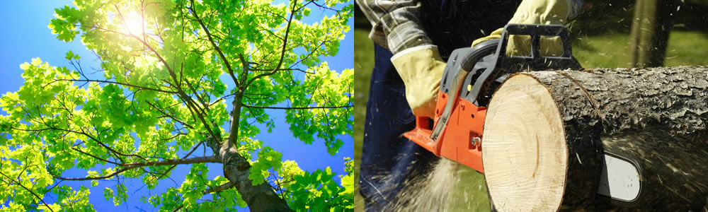 Tree Services Gibsonville